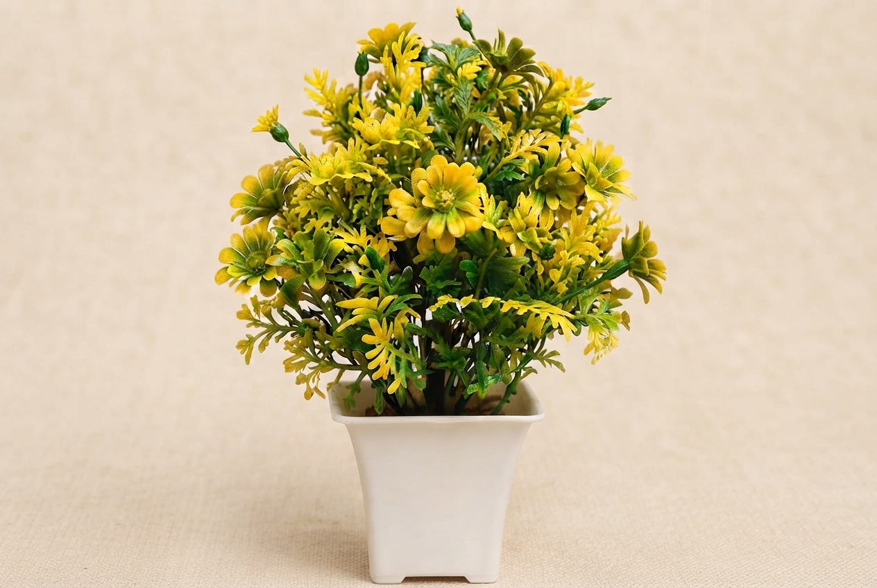 MIDIUM BONSAI