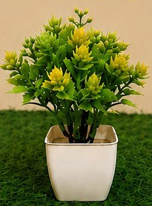 MINI BONSAI MIXI COLOUR